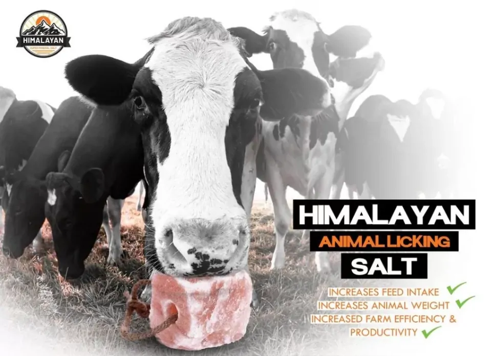 Himalayan Animal Licking Salt