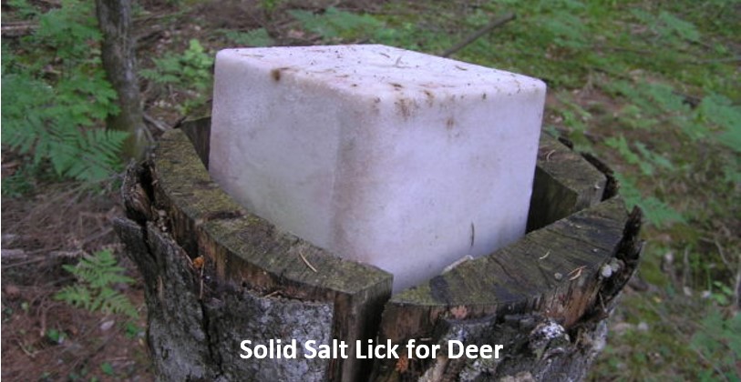 Salt lick for deer